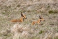 Antelope Bohor reedbuck, Bale mountain, Ethiopia