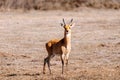 Antelope Bohor reedbuck, Bale mountain, Ethiopia
