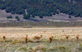 Antelope Bohor reedbuck, Bale mountain, Ethiopia