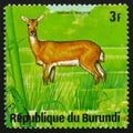 Antelope bohor reedbuck (Redunca redunca), series Animals Burundi, circa 1975