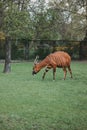 Antelope bongo on green grass in zoo