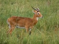 Antelope with a broken horn