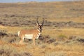 Antelope Buck Royalty Free Stock Photo