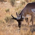 Antelope Buck Grazing