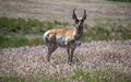 Antelope Buck Royalty Free Stock Photo