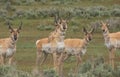 Antelope Bucks Being Curious