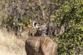 Antelope In The Bushes