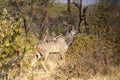 Antelope In The Bushes