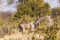 Antelope In The Bushes