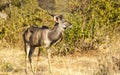 Antelope In The Bushes