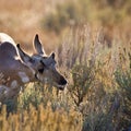 Antelope Calf Grazing