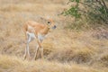 Antelope Calf