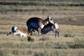 Antelope Calves Nursing
