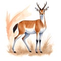 Antelope in cartoon style. Cute Little Cartoon Antelope isolated on white background. Watercolor drawing, hand-drawn Antelope in