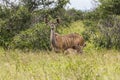 Antelope with child inside Kruger Park Royalty Free Stock Photo