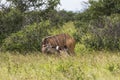 Antelope with child inside Kruger Park Royalty Free Stock Photo