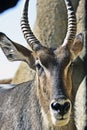 Antelope Royalty Free Stock Photo