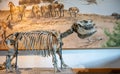 Antelope County, Nebraska, USA - 9.3.2023: Baby barrel-bodied rhino Excavated specimen at the Ashfall Fossil Beds State