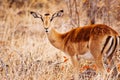 Antelope in dead grass field Royalty Free Stock Photo