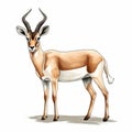 Antelope Line Drawing With White Tail And Black Tip Royalty Free Stock Photo