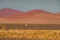 Antelope in desert