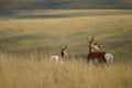 Antelope Doe And Fawn 2 Royalty Free Stock Photo