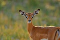 Antelope face portrait in the grass savannah, Okavango South Africa. Impala in golden grass. Beautiful impala in the grass with