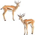 The Antelope Family High-Resolution Set Royalty Free Stock Photo