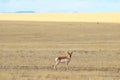Antelope in a field