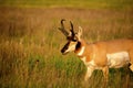 Antelope Royalty Free Stock Photo