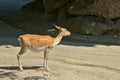 Antelope Garna is one of the few antelopes whose males and females have different colors.