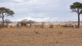 Antelope Gnu in Africa safari Tarangiri-Ngorongoro Royalty Free Stock Photo