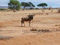 Antelope Gnu in Africa safari Tarangiri-Ngorongoro Royalty Free Stock Photo