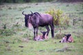 An antelope gnu with two little gnu babies Royalty Free Stock Photo