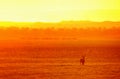 Antelope in a golden light in national park Liwonde. Malawi Royalty Free Stock Photo