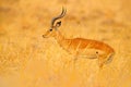 Antelope in the grass savannah, Okavango South Africa. Impala in golden grass. Beautiful impala in the grass with evening sun. Royalty Free Stock Photo