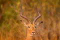 Antelope in the grass savannah, Okavango South Africa. Impala in golden grass. Beautiful impala in the grass with evening sun.