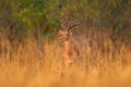 Antelope in the grass savannah, Okavango South Africa. Impala in golden grass. Beautiful impala in the grass with evening sun.