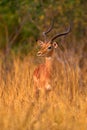 Antelope in the grass savannah, Okavango South Africa. Impala in golden grass. Beautiful impala in the grass with evening sun.