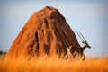 antelope grazing near large termite mound