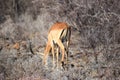 A lone antelope at Shaba National Reserve, Kenya