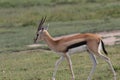 Antelope in The Great Serengeti Migration Royalty Free Stock Photo