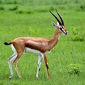 Graceful gazelle walking across a lush green field