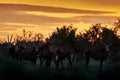 Antelope group herd with orange evenig sunset. Sable antelope, Hippotragus niger, savanna antelope found in Botswana in Africa.