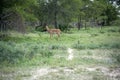 Antelope on the guard at kruger Royalty Free Stock Photo