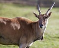 Antelope head turned Royalty Free Stock Photo