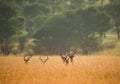 Antelope heads with horns in big african grass Royalty Free Stock Photo