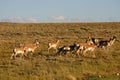 Antelope Herd