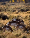 Antelope Herd