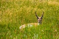 Antelope hiding in the Grass